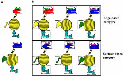 The Role of Edge-Based and Surface-Based Information in Incidental Category Learning: Evidence From Behavior and Event-Related Potentials